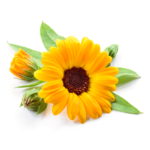 Calendula Flower Extract