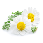 Camomile Flower Extract