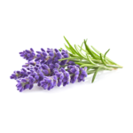 Lavender Oil