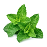 Peppermint Oil