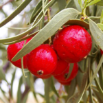 Quandong Extract