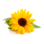 Sunflower Oil