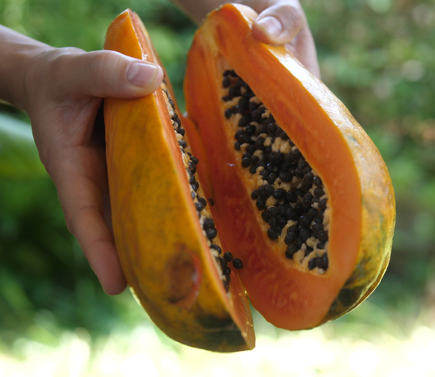 Our Papaya